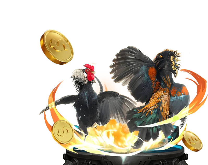 Hình ảnh chính về gà thomo trực tiếp